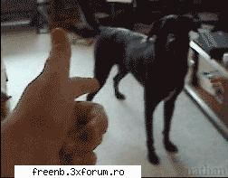 Vreau Admin - 1.Cererea nu corespunde modelului dat... 2.Daca - Cereri Admine/Sloturi